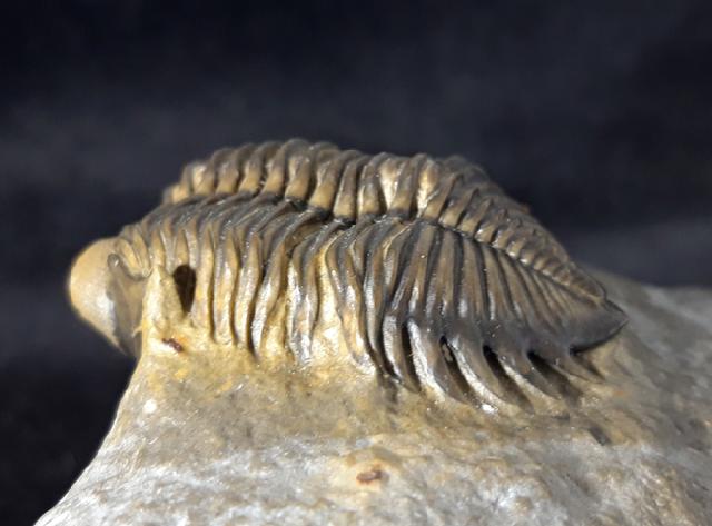 Coltraneia oufatensis MORZADEC 2001 - Bild © FossNet FossilienStore